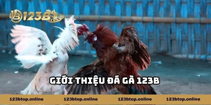 Giới thiệu đá gà 123b