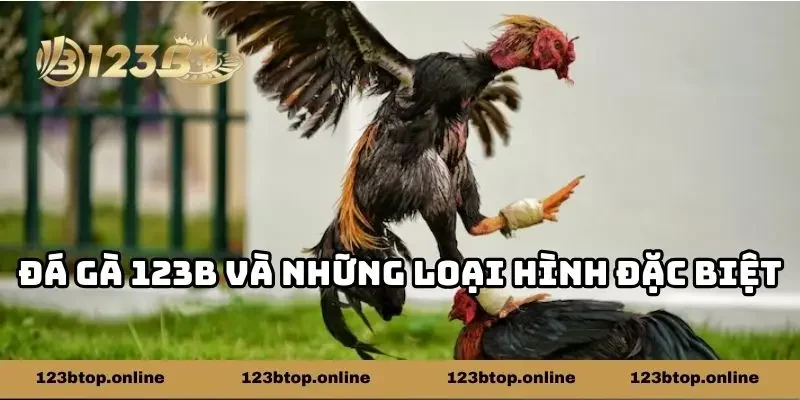 Đá gà 123b và những loại hình đặc biệt