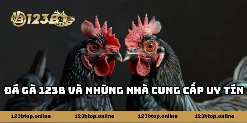 Đá gà 123b và những nhà cung cấp uy tín