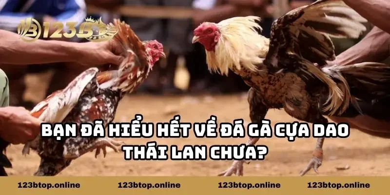 Bạn đã hiểu hết về đá gà cựa dao Thái Lan chưa?