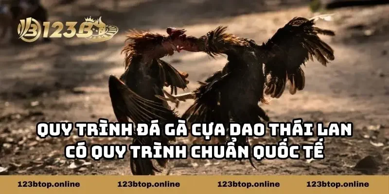 Quy trình đá gà cựa dao Thái Lan có quy trình chuẩn quốc tế