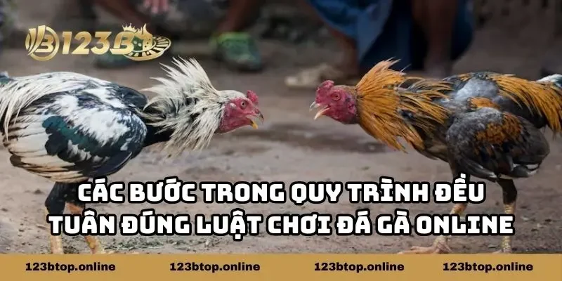 Các bước trong quy trình đều tuân đúng luật chơi đá gà online