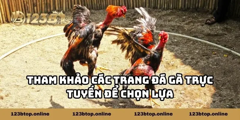 Tham khảo các trang đá gà trực tuyến để chọn lựa