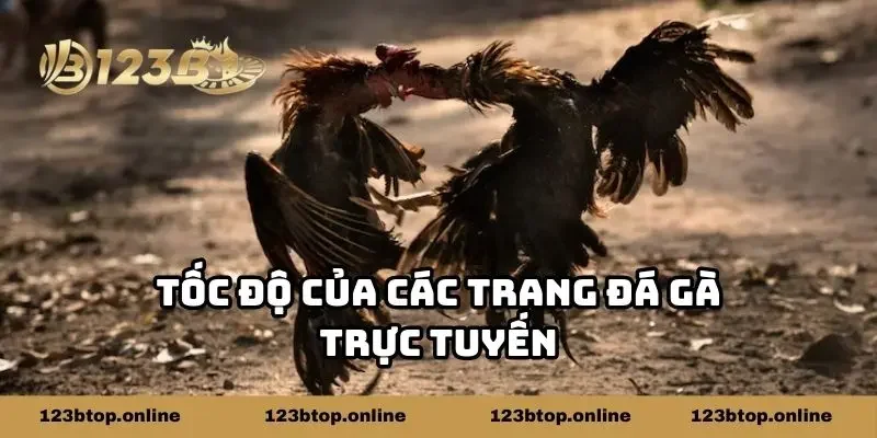 Tốc độ của các trang đá gà trực tuyến