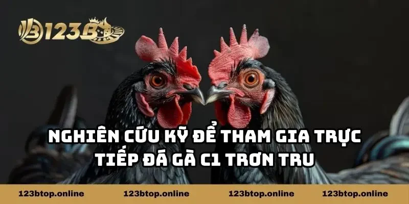 Nghiên cứu kỹ để tham gia trực tiếp đá gà C1 trơn tru
