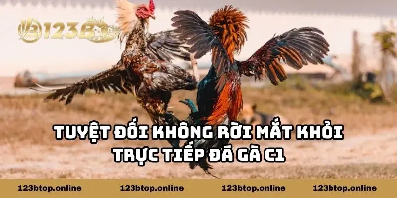 Tuyệt đối không rời mắt khỏi trực tiếp đá gà C1